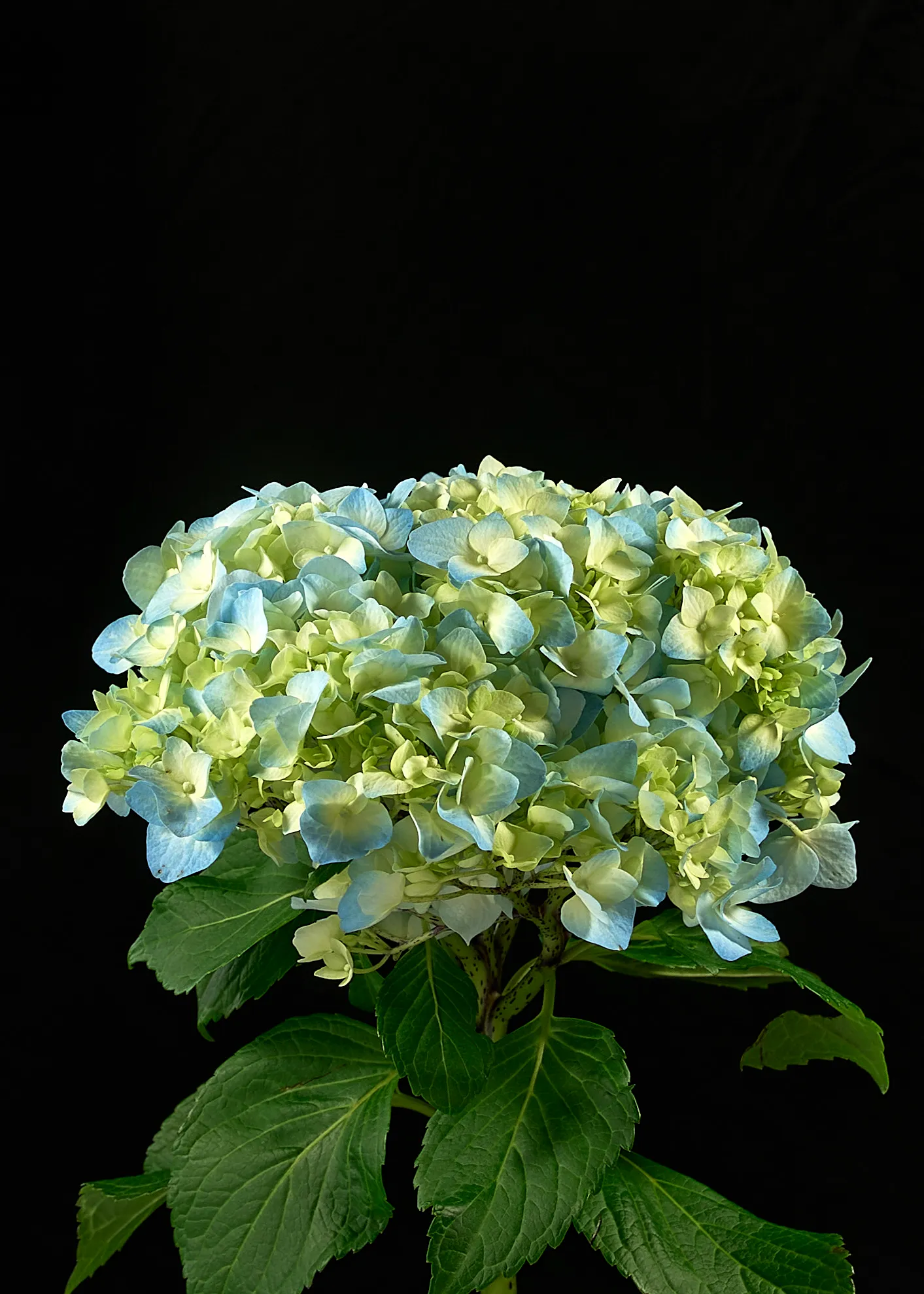 SELECT BLUE BOGOTANA