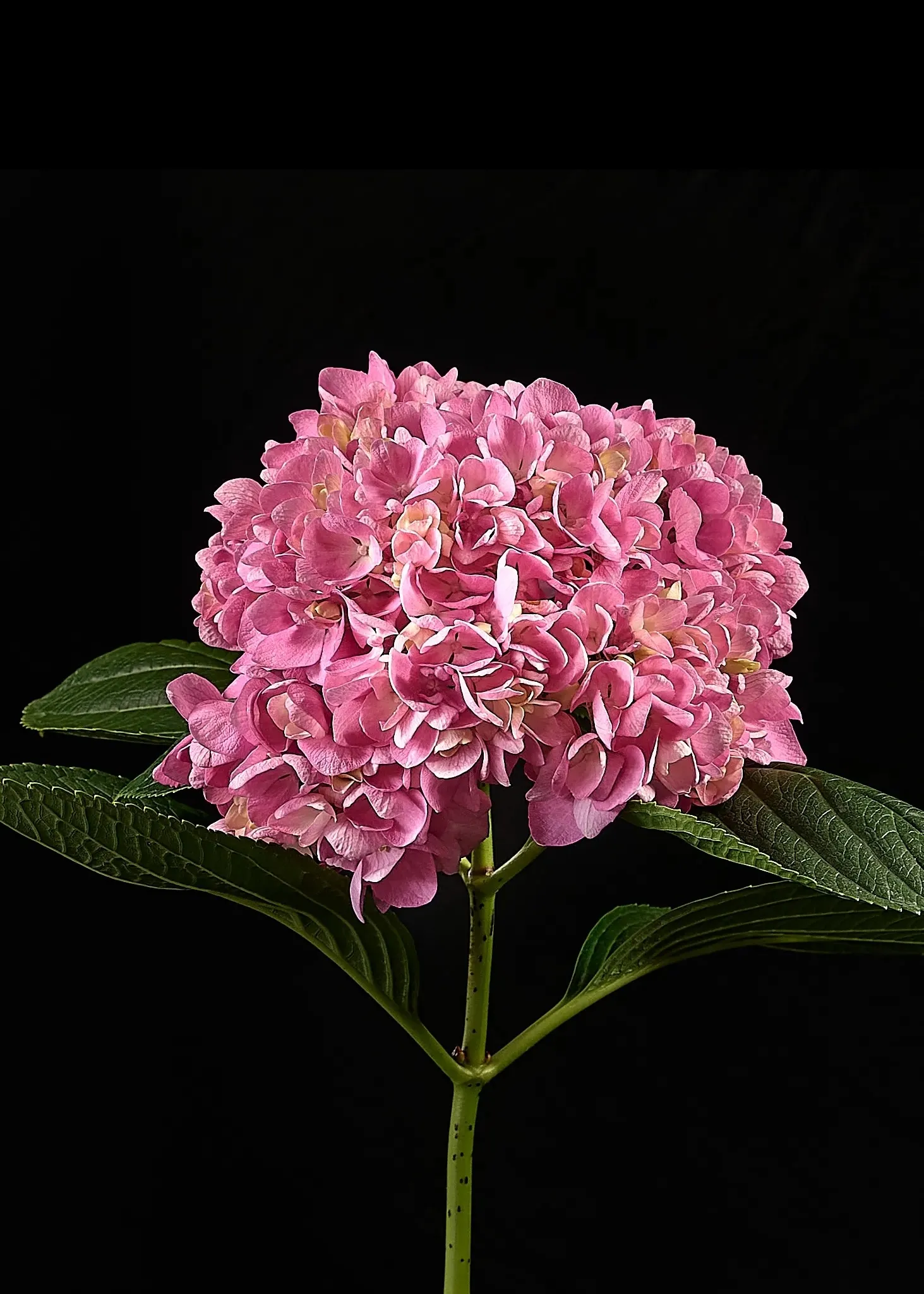 MAGIC SELECT NATURAL