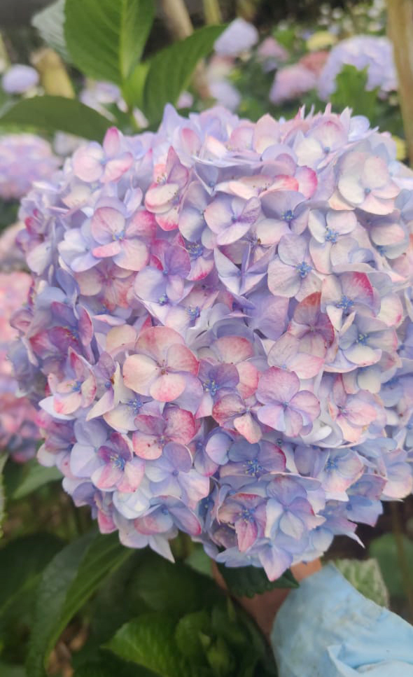 LILAC ANTIQUE JUMBO