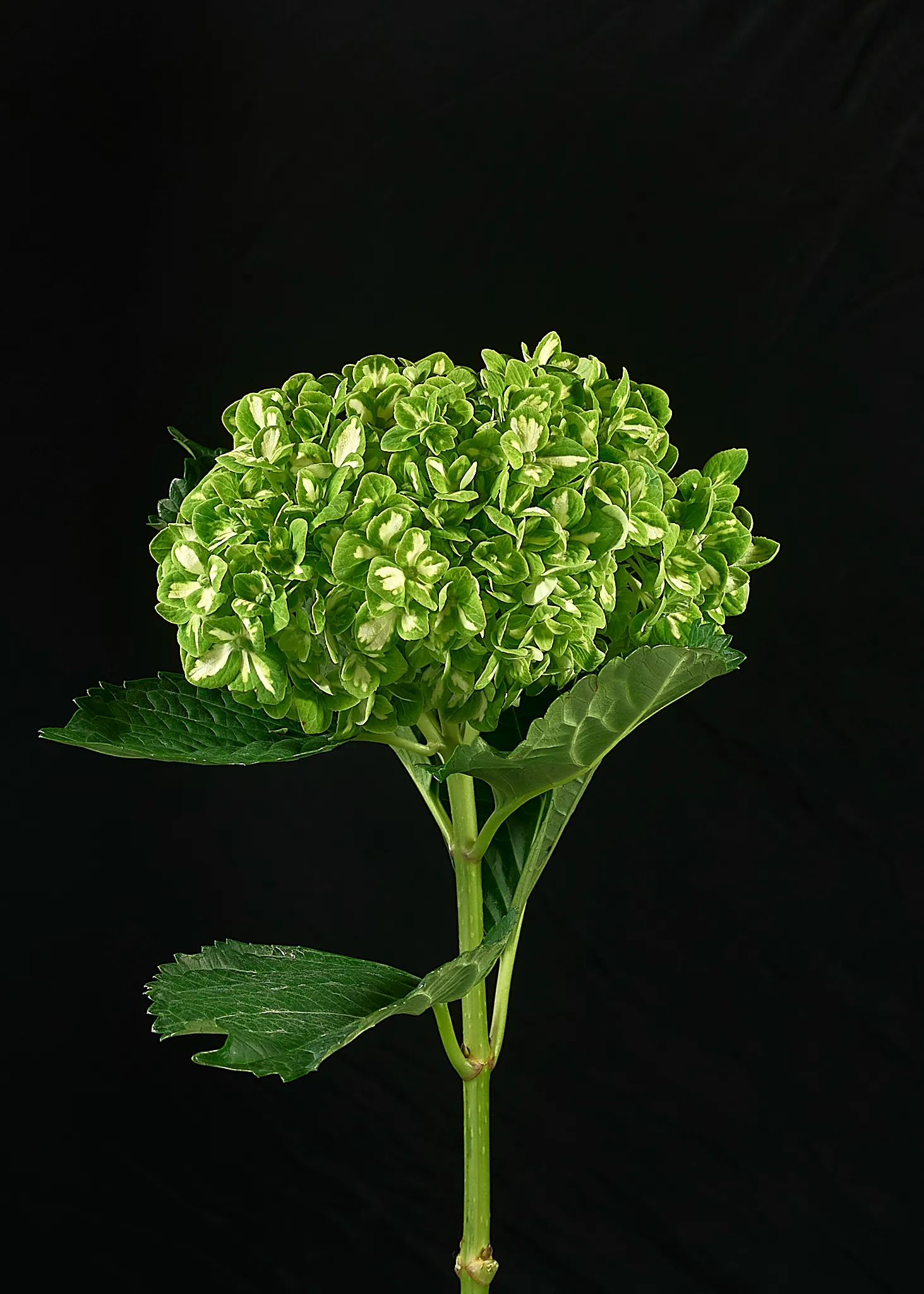 EMERALD SHAMROCK SELECT