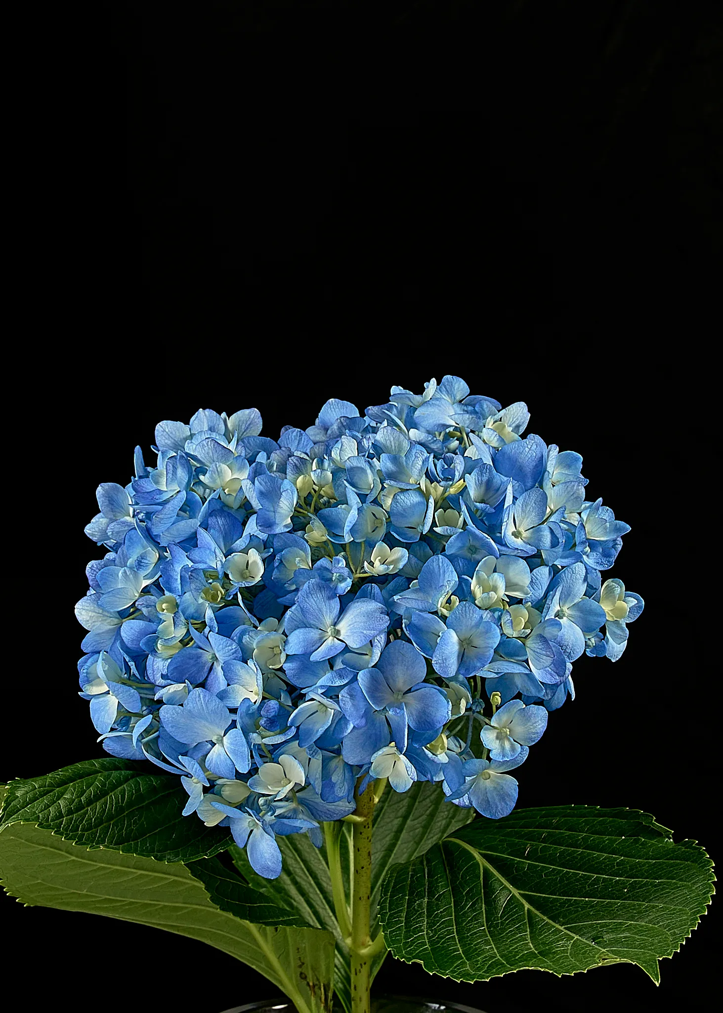 SUPER SELECT SHOCKING