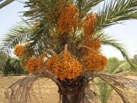 Ajwa Dates