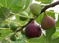 ProV Premium Fig (Anjeer)
