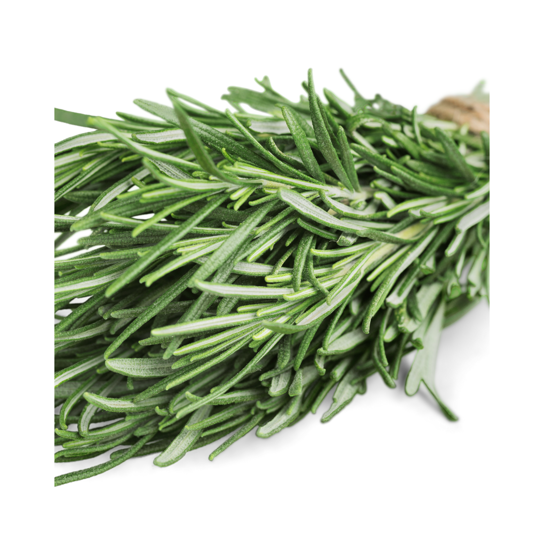 Rosemary Herb