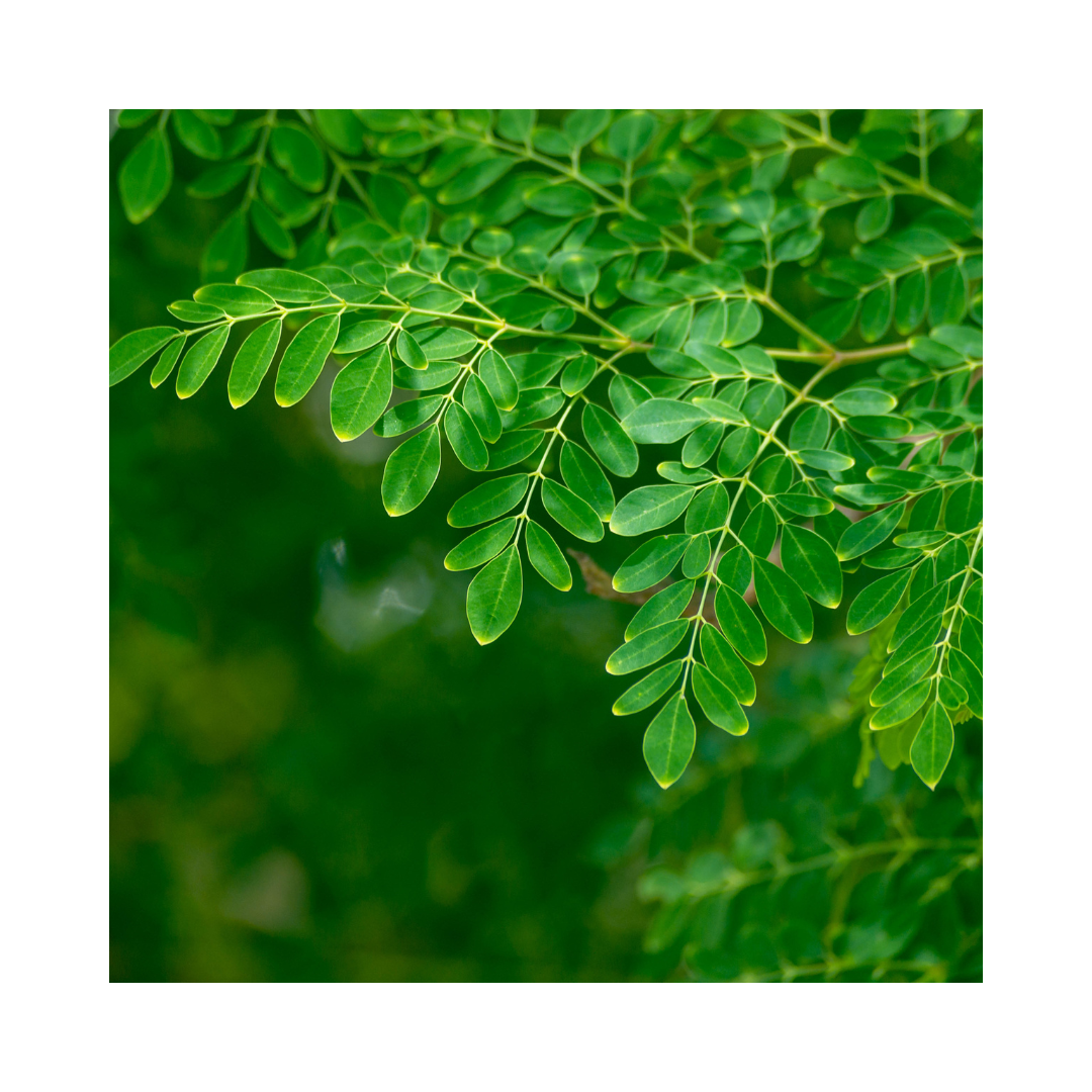 Moringa Leaf Powder