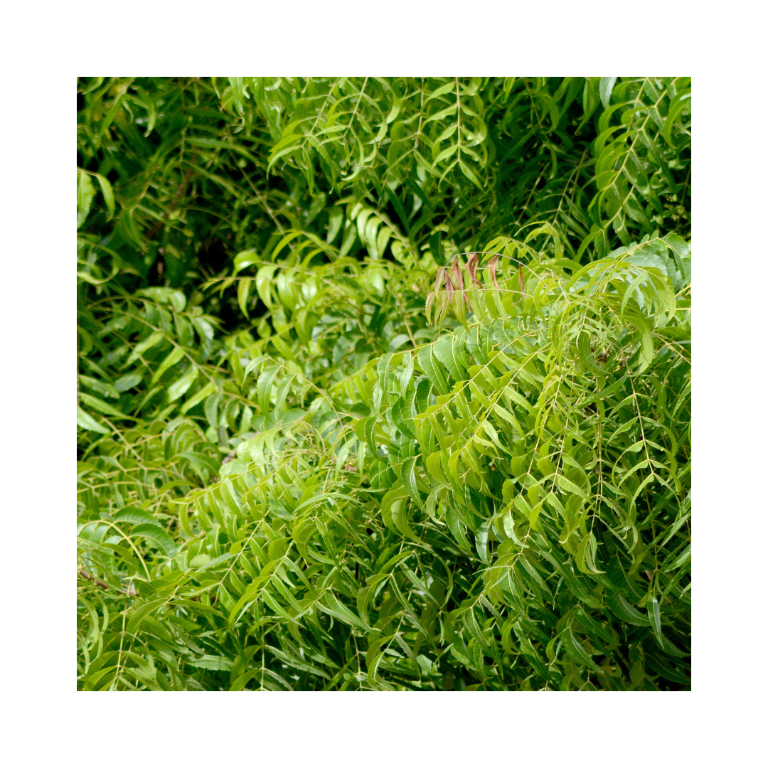 Neem Leaf Powder