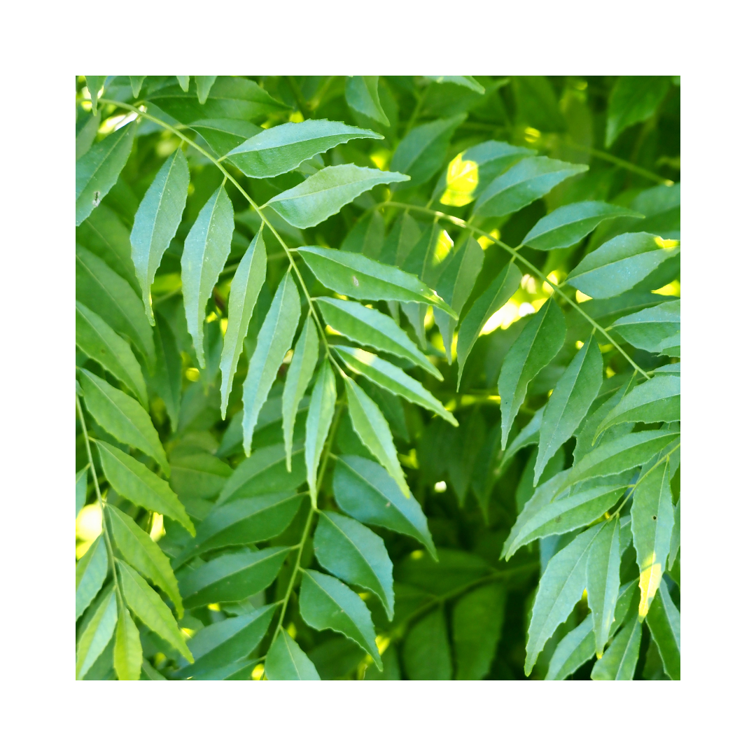 Curry Leaf Powder