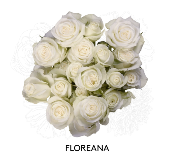 FLOREANA