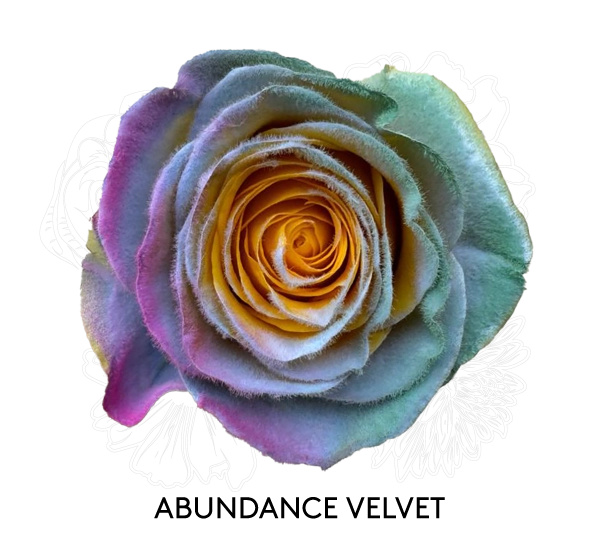 ABUNDANCE VELVET