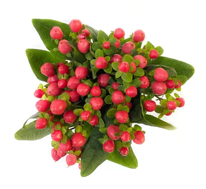 HYPERICUM LOLLYPOP PINK