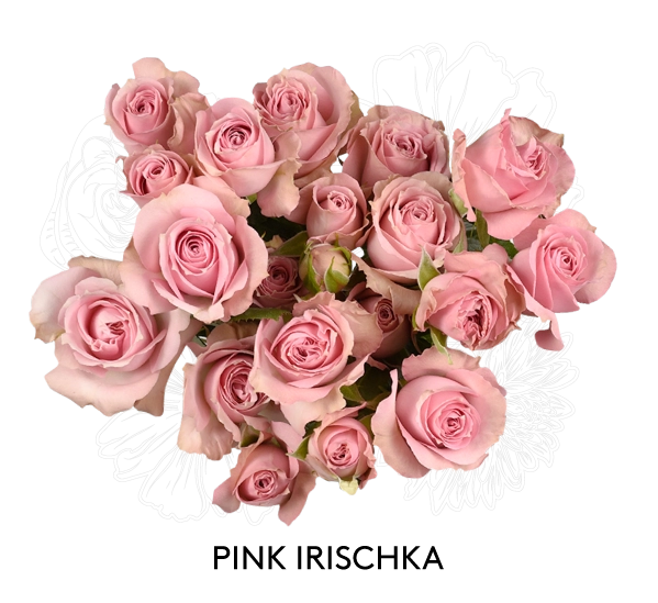 PINK IRISCHKA
