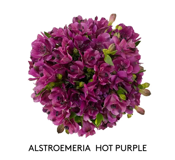 ALSTROEMERIA HOT PURPLE