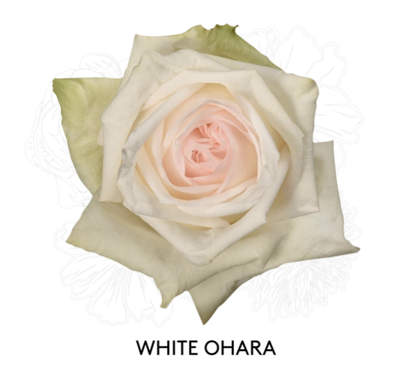 WHITE OHARA