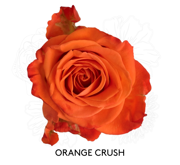 ORANGE CRUSH