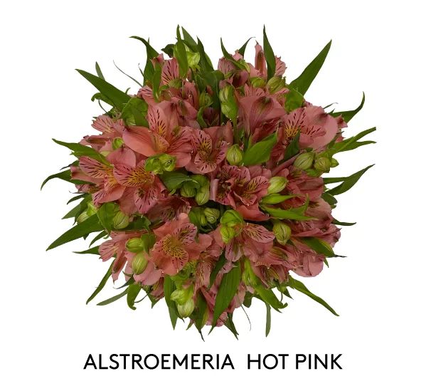 ALSTROEMERIA HOT PINK