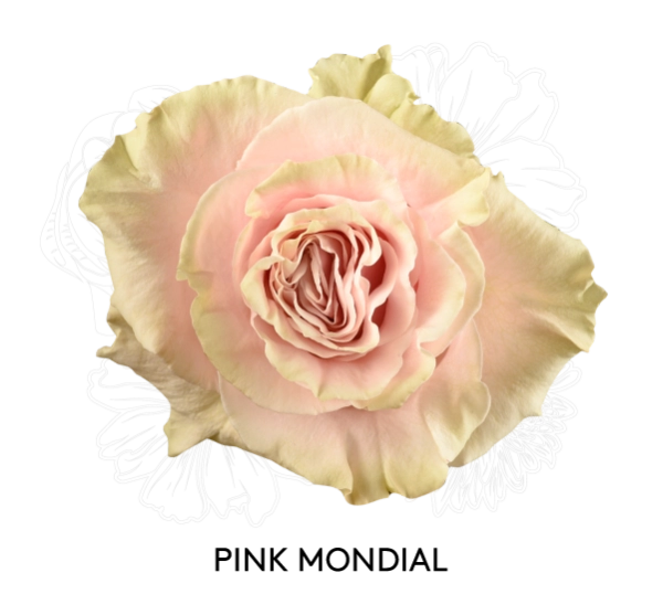 PINK MONDIAL