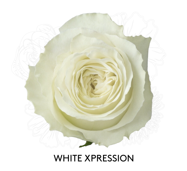 WHITE XPRESSION