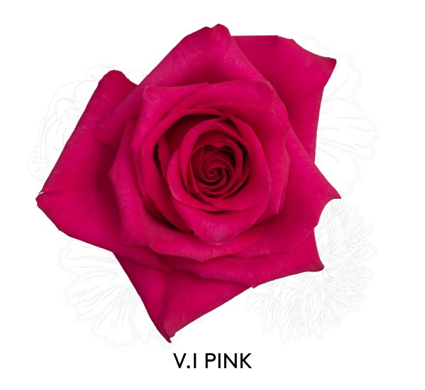 V.I PINK