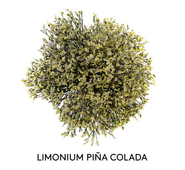 LIMONIUM PIŃA COLADA