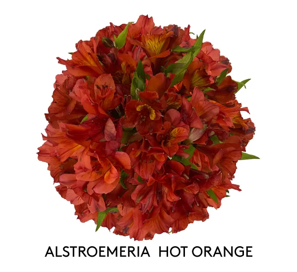 ALSTROEMERIA HOT ORANGE