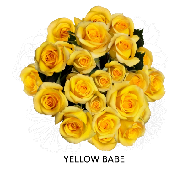YELLOW BABE