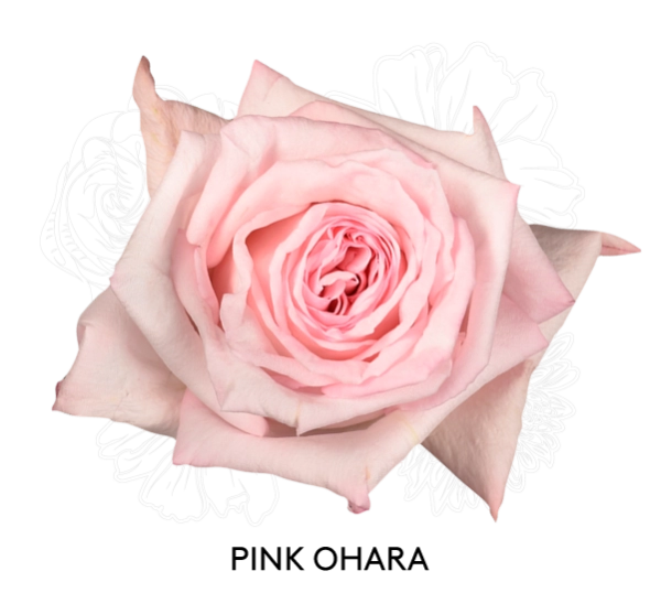 PINK OHARA