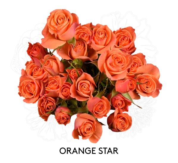 ORANGE STAR