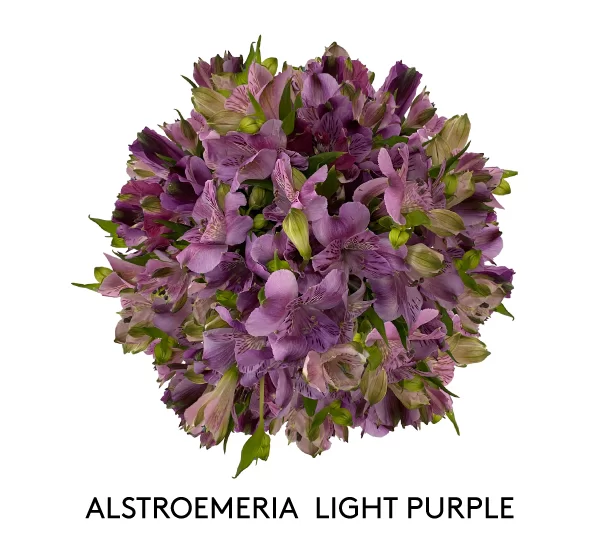 ALSTROEMERIA LIGHT PURPLE