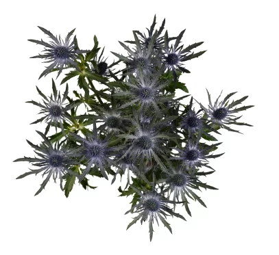 ERYNGIUM BLUE LAGOON