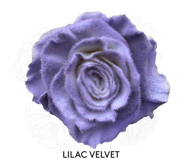 LILAC VELVET