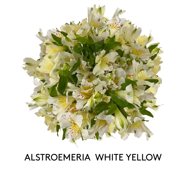ALSTROEMERIA WHITE YELLOW