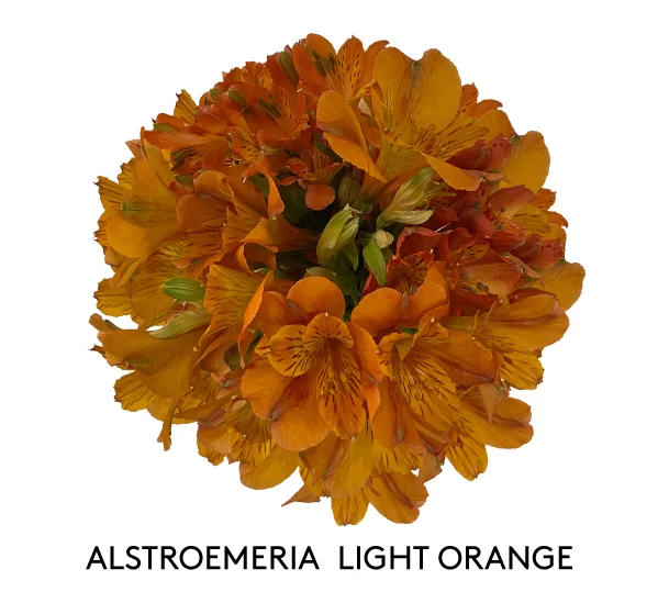 ALSTROEMERIA LIGHT ORANGE