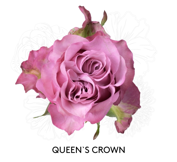 QUEEN'S CROWN