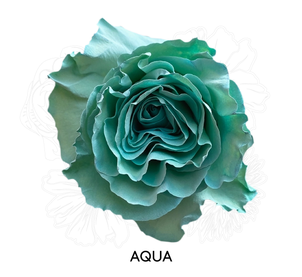 AQUA