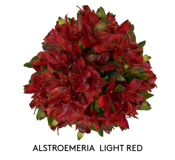 ALSTROEMERIA LIGHT RED
