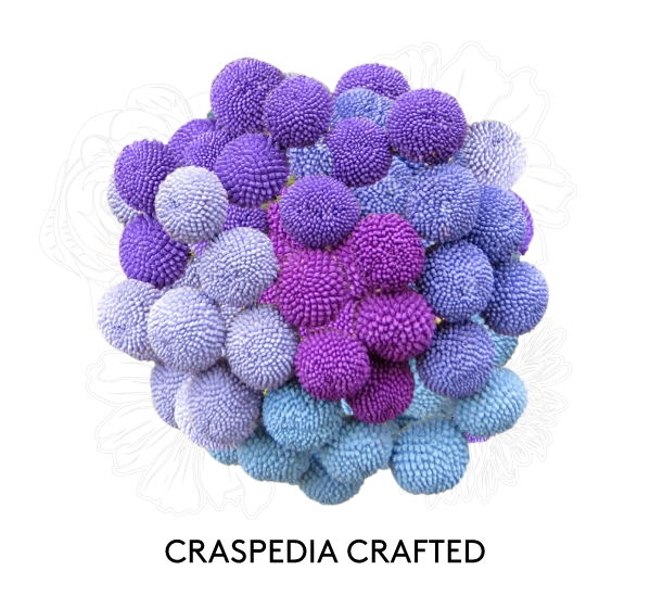CRASPEDIA CRAFTED COLOR