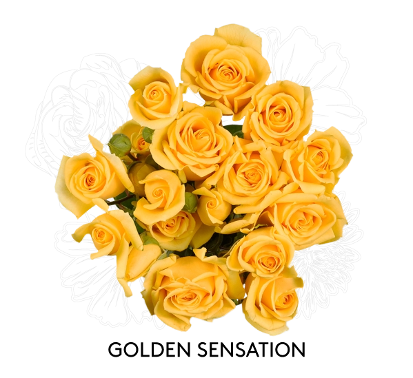GOLDEN SENSATION