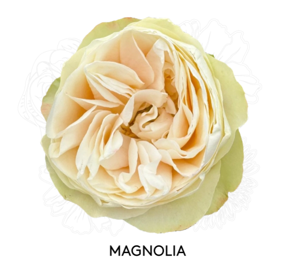 MAGNOLIA