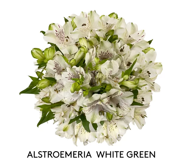 ALSTROEMERIA WHITE GREEN