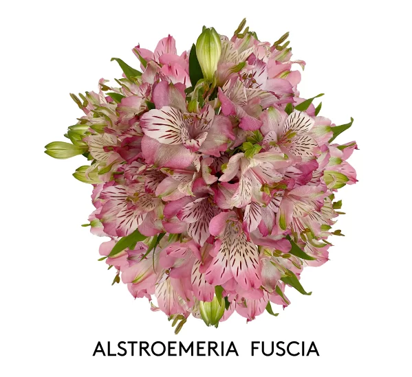 ALSTROEMERIA FUCHSIA