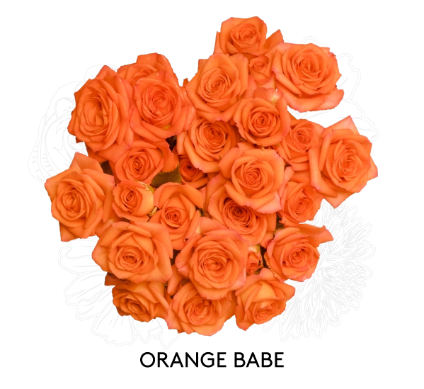 ORANGE BABE