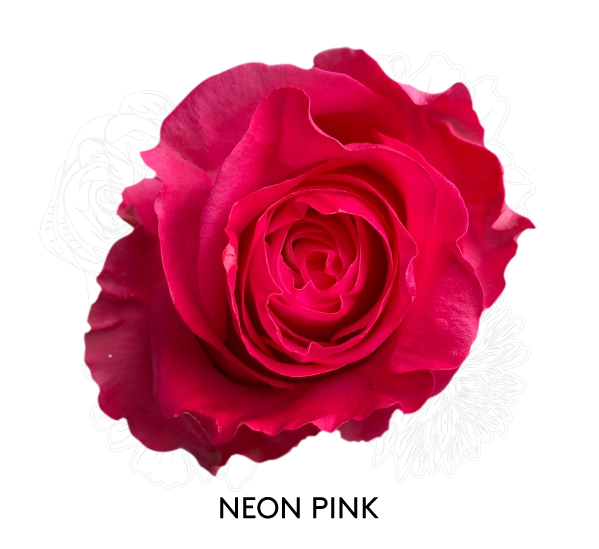 NEON PINK