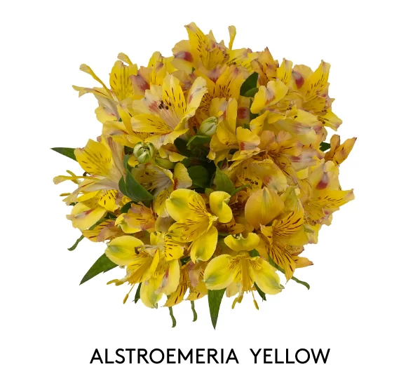 ALSTROEMERIA YELLOW