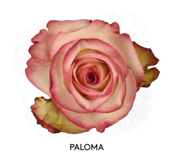 PALOMA