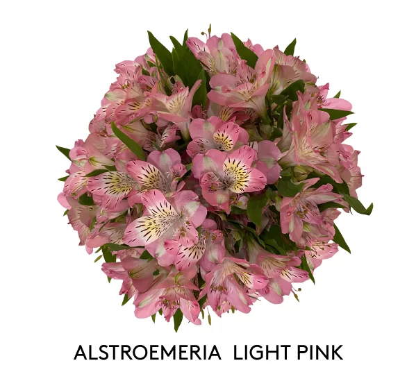 ALSTROEMERIA LIGHT PINK