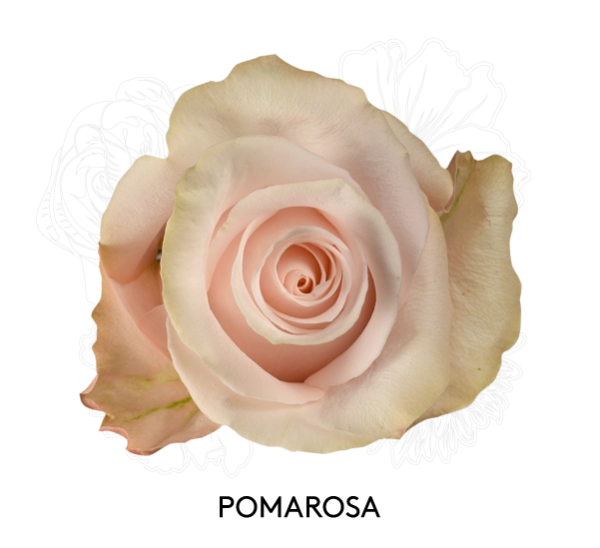 POMAROSA