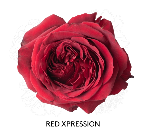 RED XPRESSION