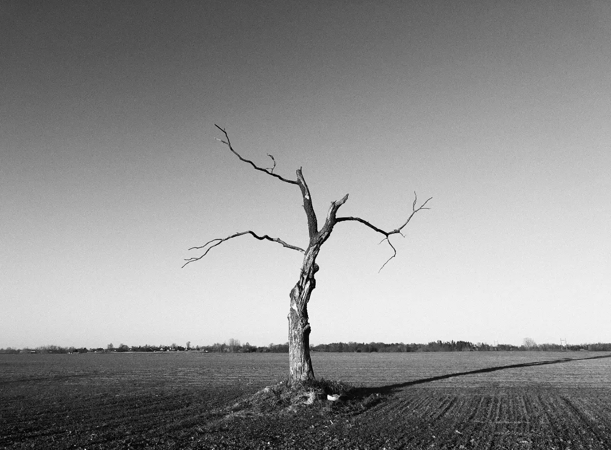 Alone IV