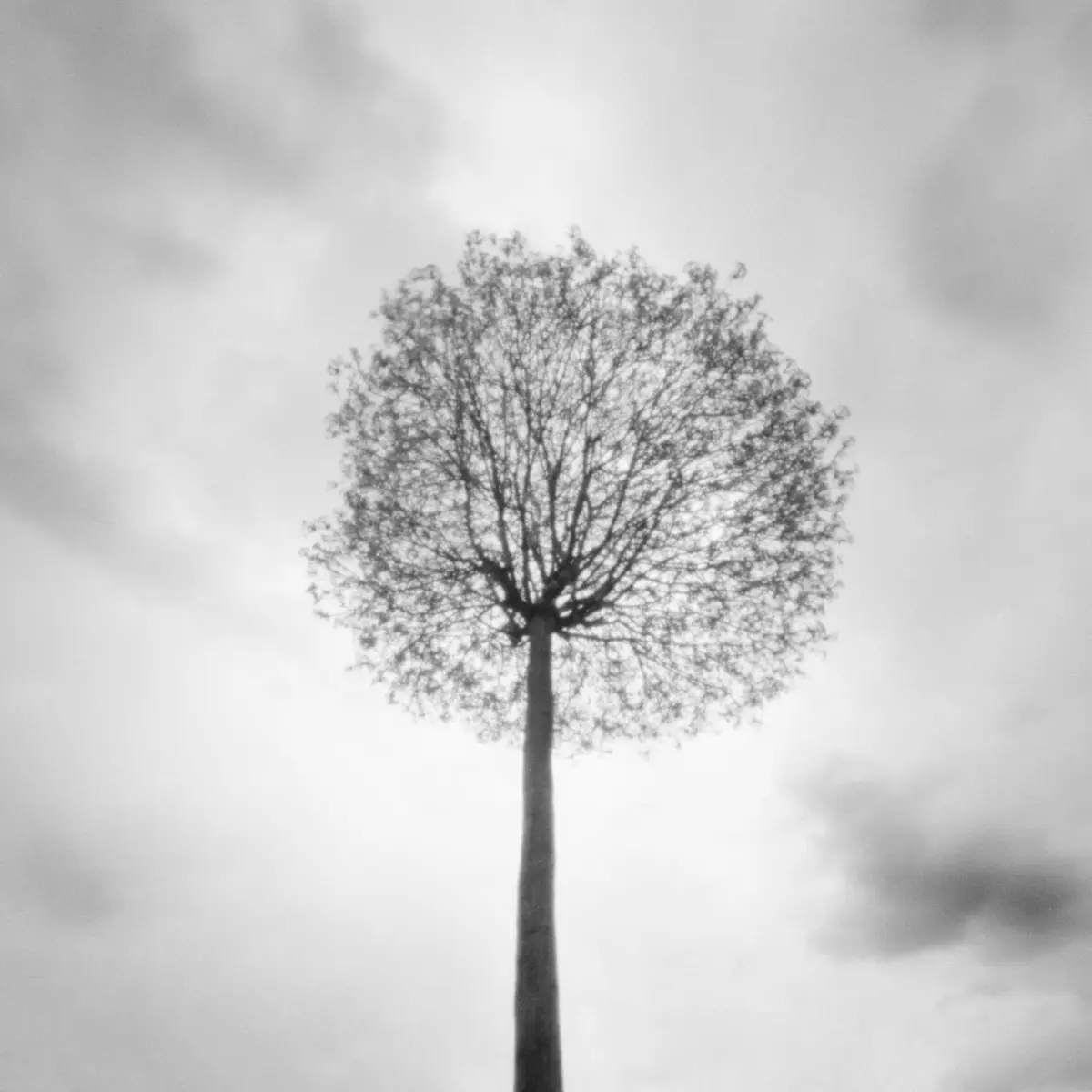 Pinhole XIX