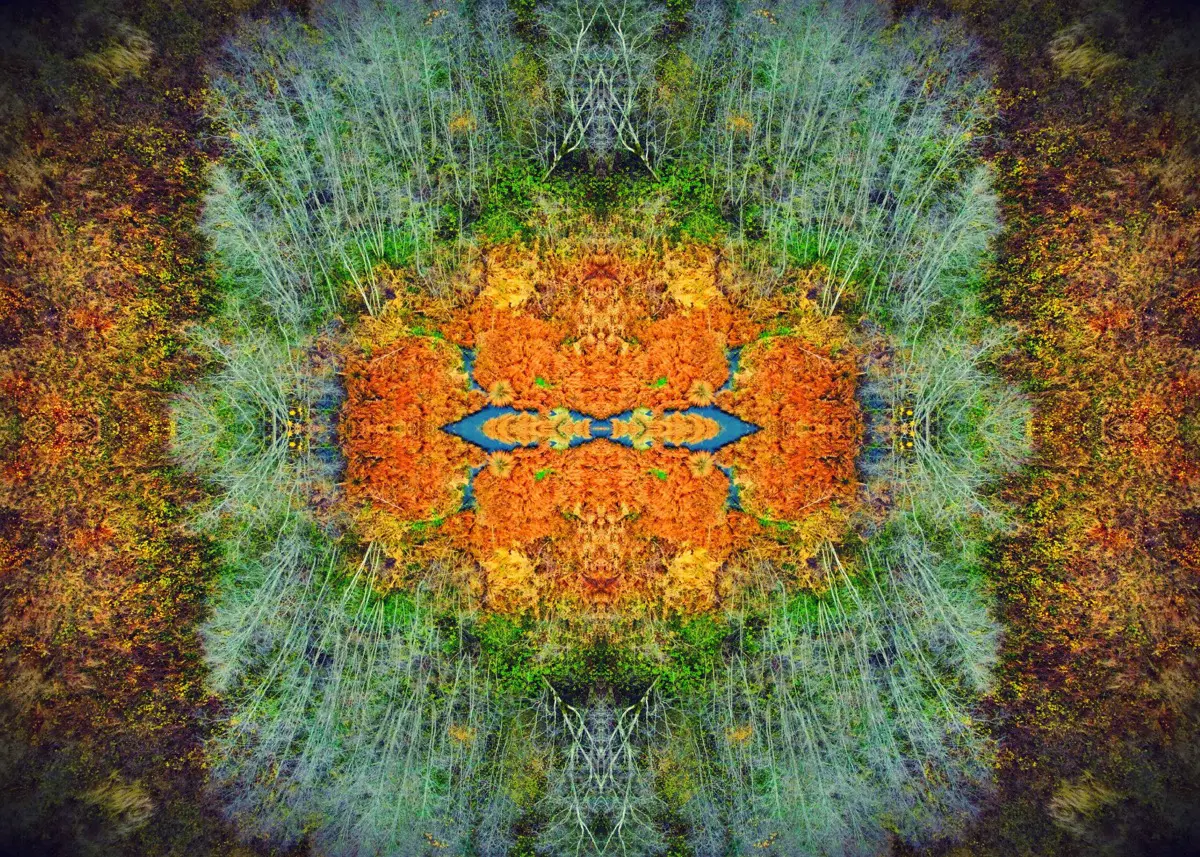 Birdeye VI